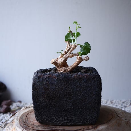 コラロカルプス    グロメルリフロルス  Corallocarpus glomeruliflorus   no.42130