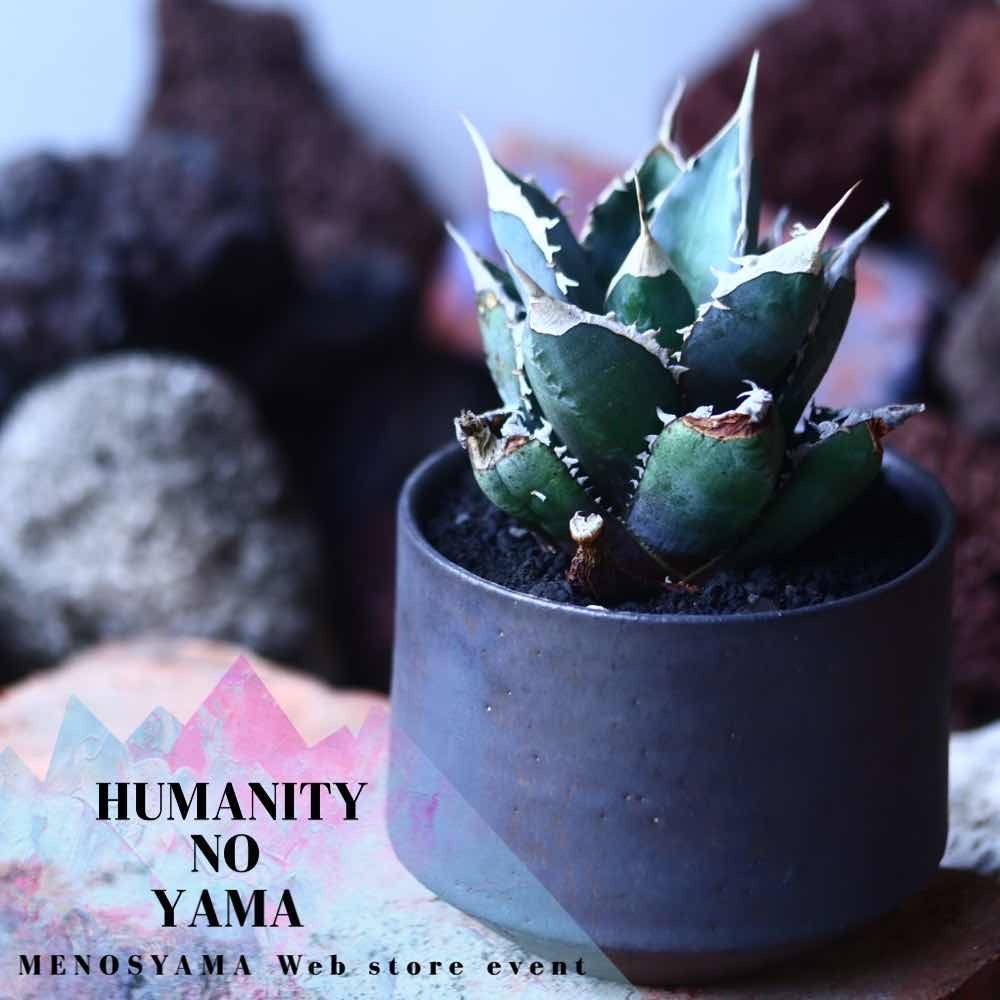 アガベ チタノタ Agave titanota no.42684 | 芽の巣山