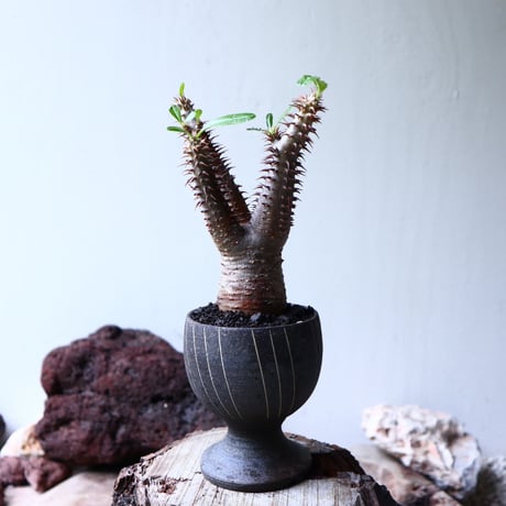 パキポディウム  マカイエンセ    Pachypodium Makayense  no71440