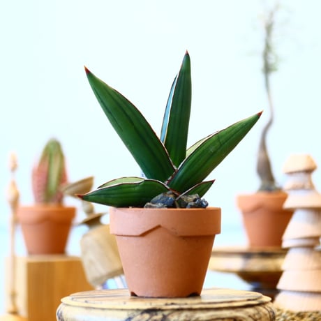 YAMABACHI  × Sansevieria ehrenbergii〝Samurai″  no.91020