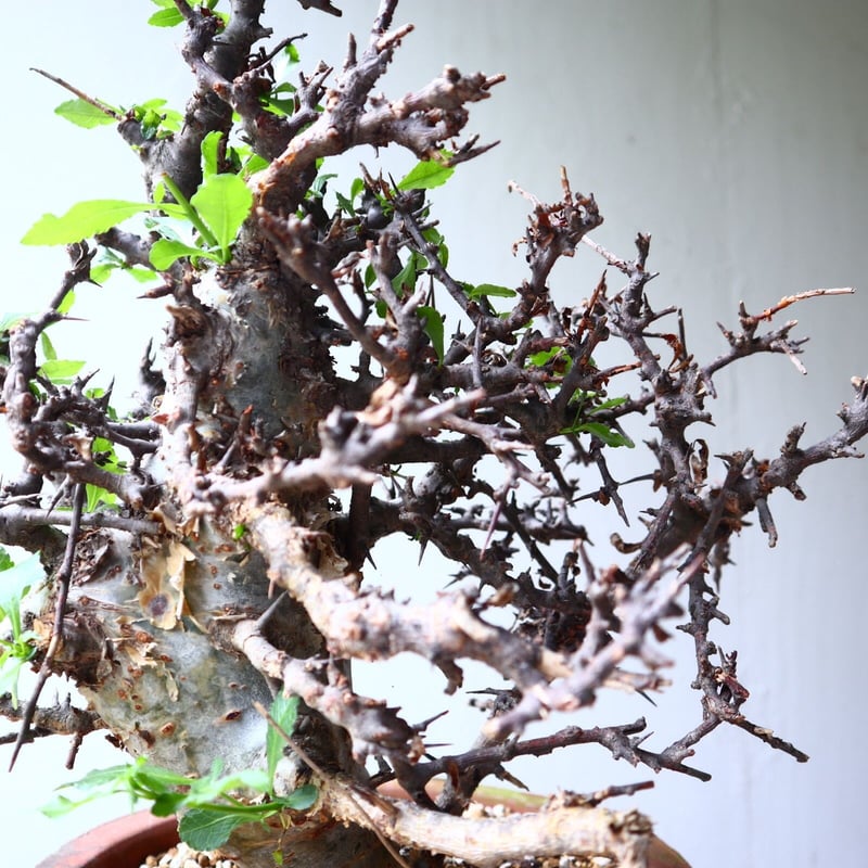 コミフォラ エミニー Commiphora eminii no.72125 | 芽の巣山