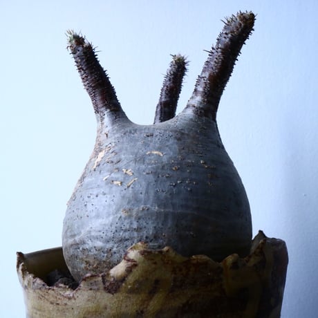 パキポディウム グラキリス Pachypodium rosulatum var. gracilius   No.31028