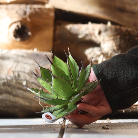U.S. horrida (Agave horrida) / Style of Chika　no.1203-12