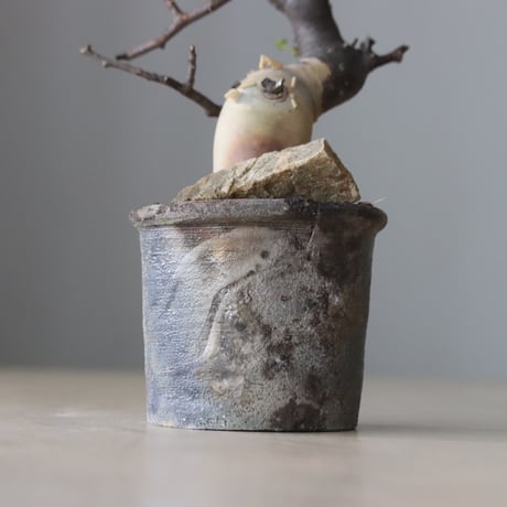 Commiphora kataf  × Naoto Hirata / humanity pot (3号鉢)   no.420-43