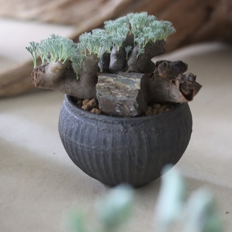 Sarcocaulon multifidum × Yuuya Morikawa / PLANETX   no.63009