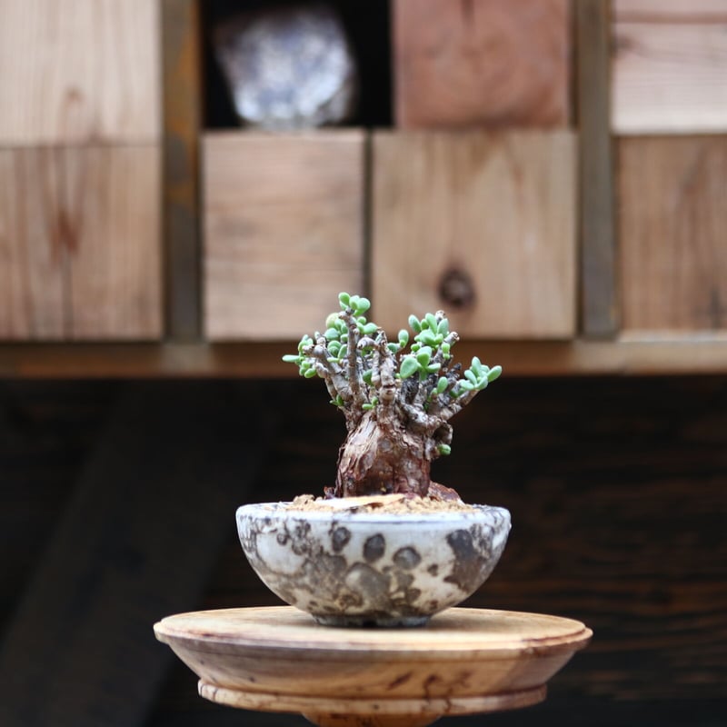 ケラリア ピグマエア／Ceraria pygmaea no.20512 | 芽の巣山