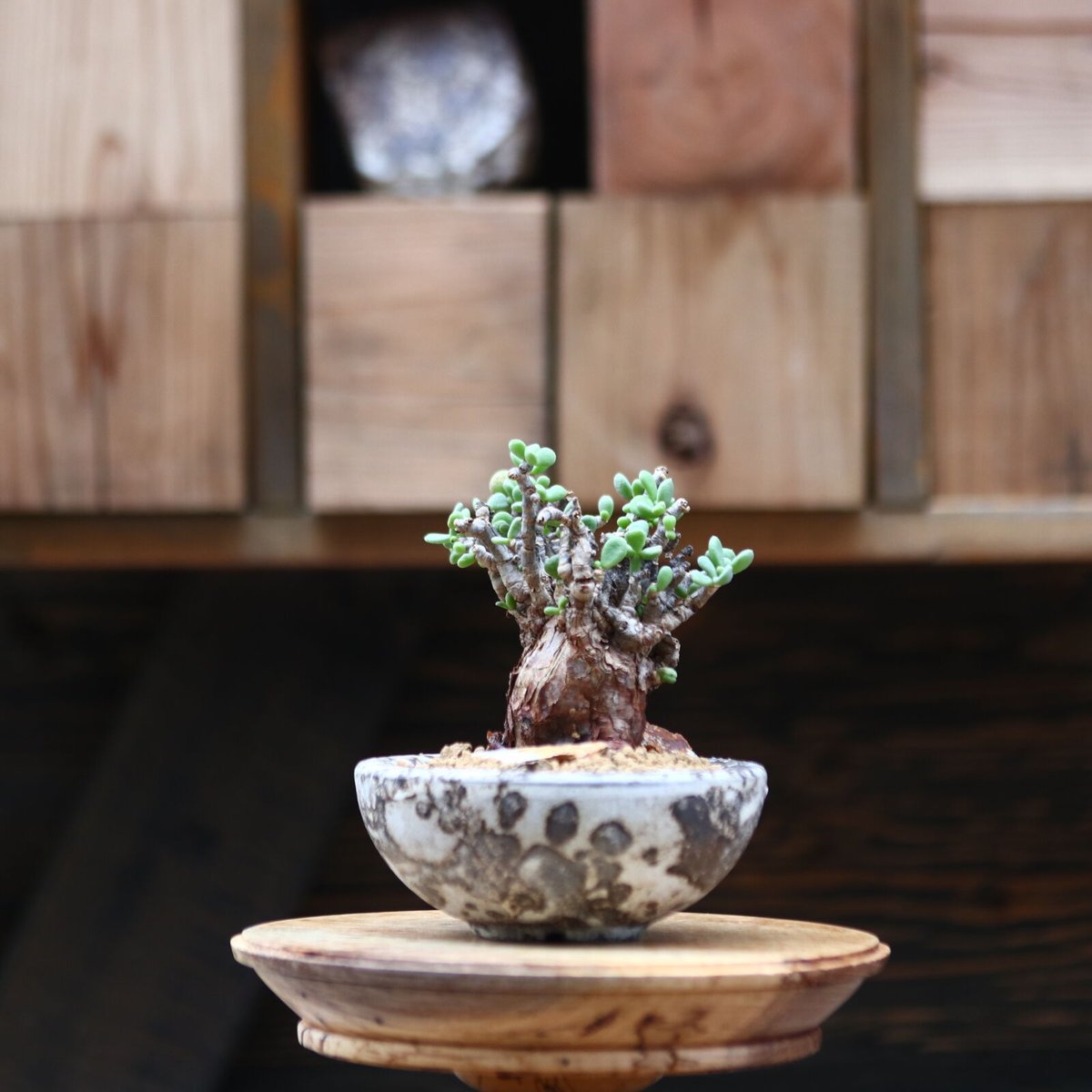 丸葉　ピグマエア fit=scale-down,w=1200