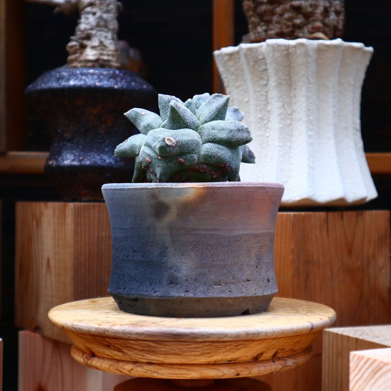 専用  ディッキア ＋アストロフィツム ランポー SRL鉢付き アストロフィツム 鸞鳳玉（ランポー玉） LOGO ECO POT SIZE S（3.5号