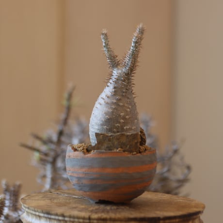 Pachypodium gracilius × N/OH  no.119-6