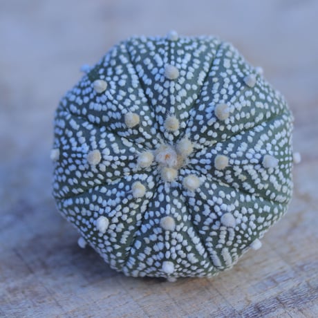 アストロフィツム   スーパー兜　抜き苗　 Astrophytum asterias 'Super Kabuto'      no.207/24
