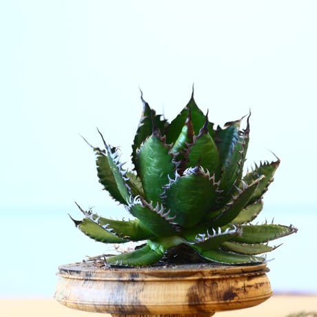 Agave horrida / Style of Chika   no.1015/54