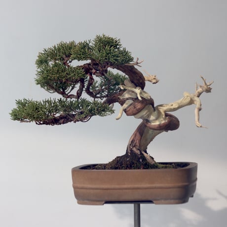 真柏 / YOSHIZAWA3-SHOHINBONSAI   no.223-52
