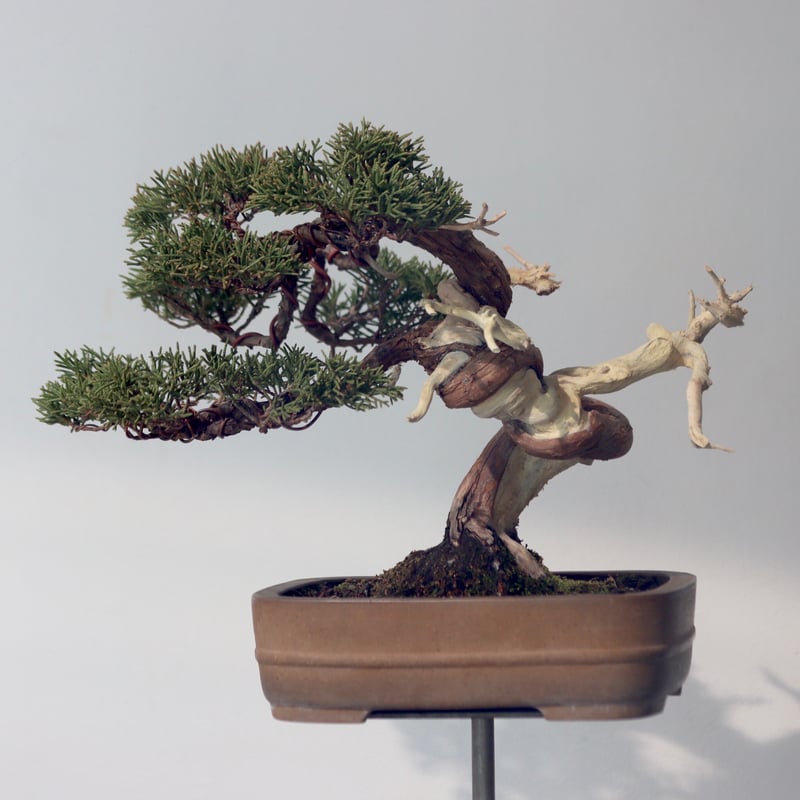 真柏 / YOSHIZAWA3-SHOHINBONSAI no.223-52 | 芽の巣山