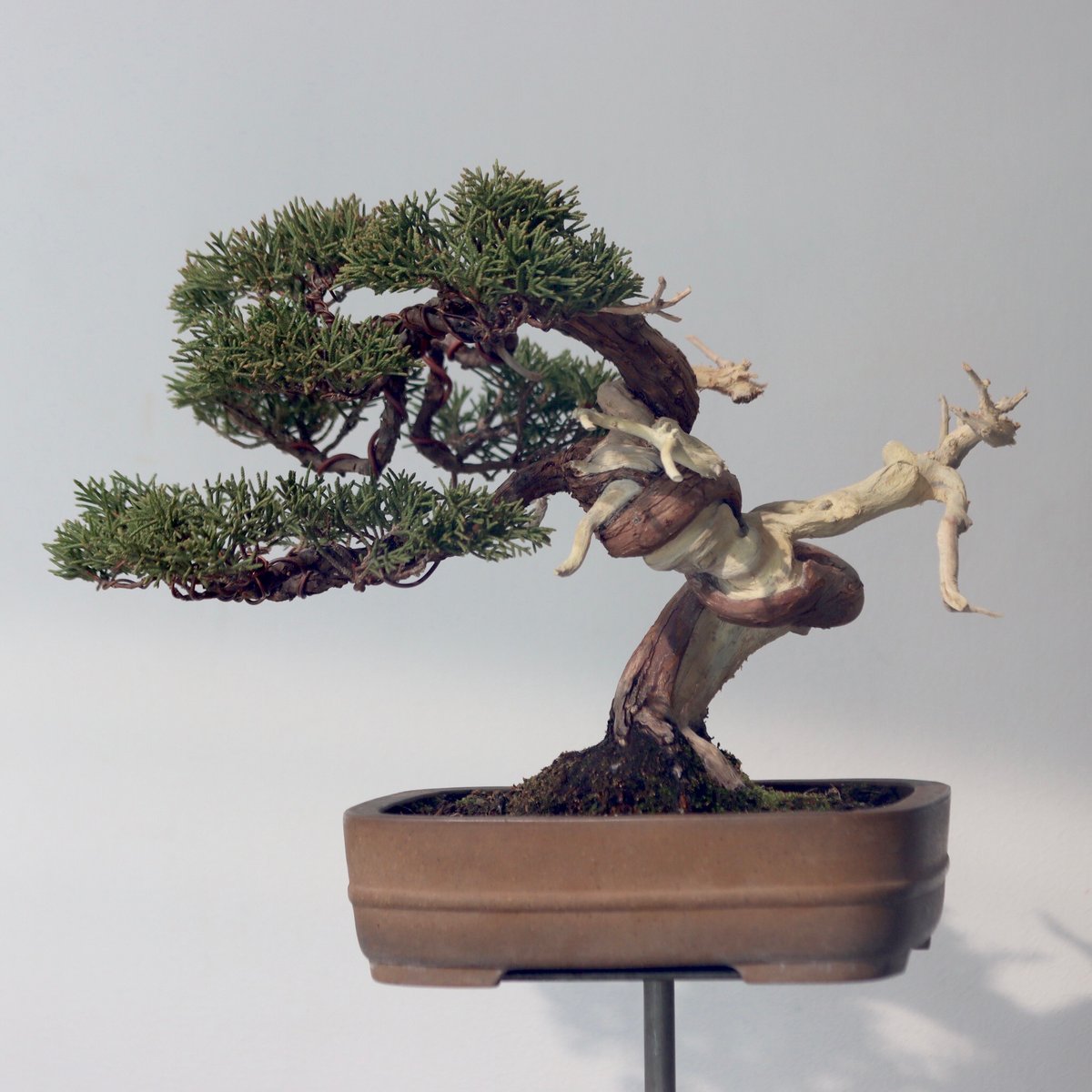 真柏 / YOSHIZAWA3-SHOHINBONSAI no.223-52 | 芽の巣山