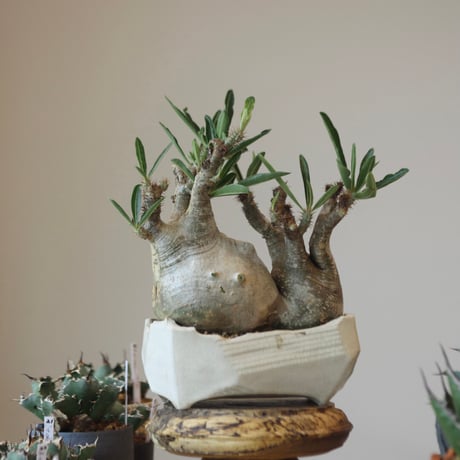 Pachypodium gracilius × N/OH   no.90105