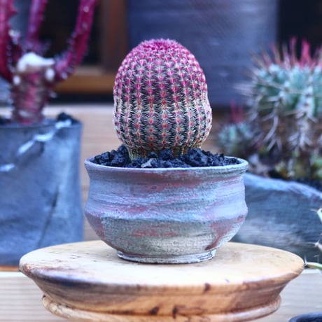 エキノセレウス  ルブリスピヌス   紫太陽      Echinocereus rigidissimus var. rubrispinus     no.32127