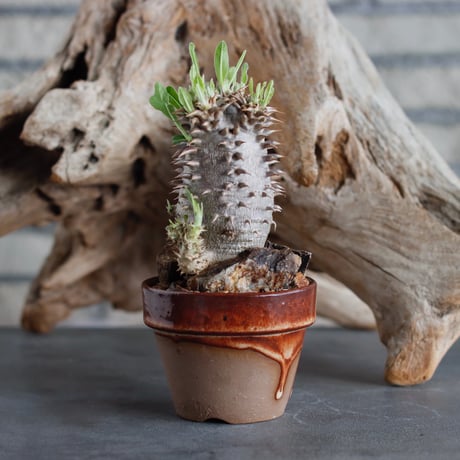 Pachypodium 恵比寿大黒 (cyumasa) × YAMABACHI var. P＆A (3号)  no.622-3
