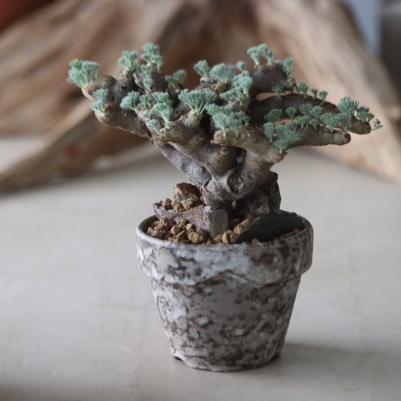 Sarcocaulon multifidum × YAMABACHI var. takero