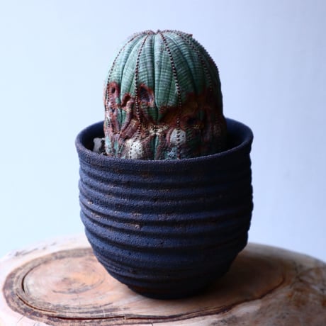 ユーフォルビア  オベサ   Euphorbia obesa   no.20308