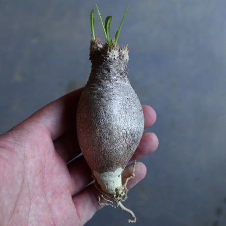 パキポディウム グラキリス   Pachypodium rosulatum var. gracilius no.110319