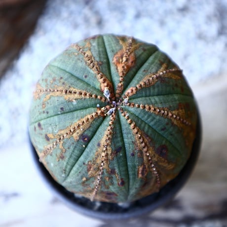 ユーフォルビア  オベサ 　 Euphorbia obesa　no.60207