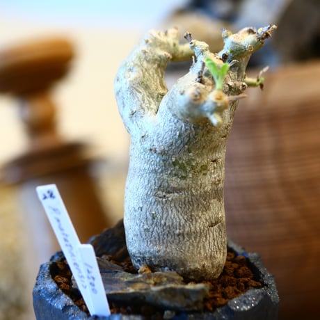 Pterodiscus makatiniensis × N/OH   no.12128