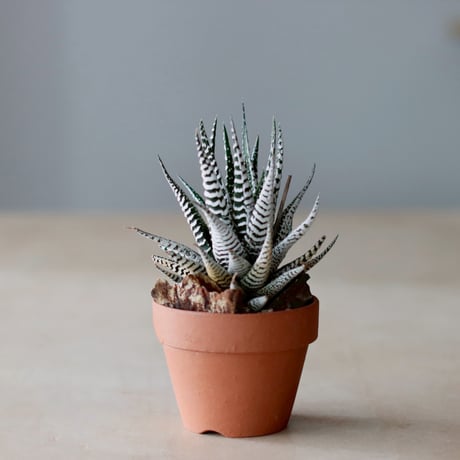 Haworthia〝Super Zebra″ シモフリ × YAMABACHI (3号)  no.104/14