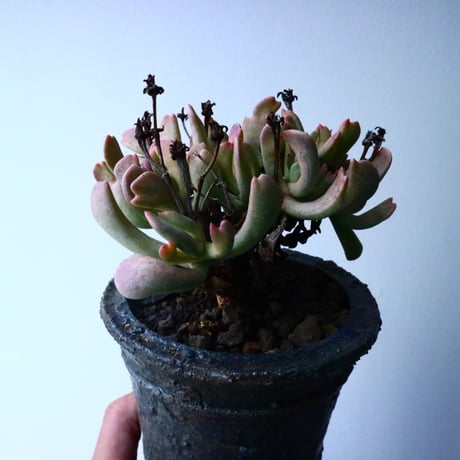 ロンボフィルム 扶刀乱麻  白班Rhombopyllum nelii f  variegata. No.022