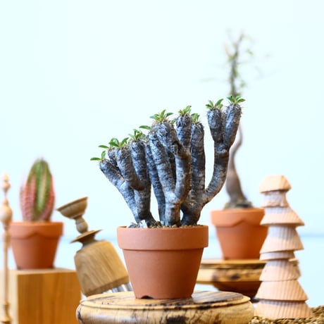 YAMABACHI × Euphorbia guillauminiana   no.91037