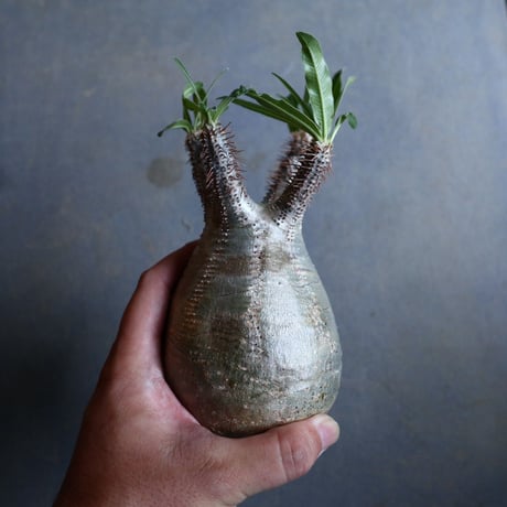 パキポディウム グラキリス   Pachypodium rosulatum var. gracilius no.110330