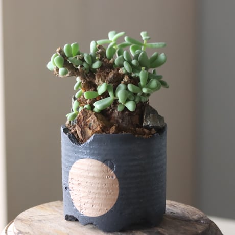 Ceraria pygmaea × N/OH   no.905-17