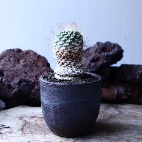 ストロンボカクタス  ディシフォルミス   菊水  自根　 Strombocactus    disciformis  no.22604