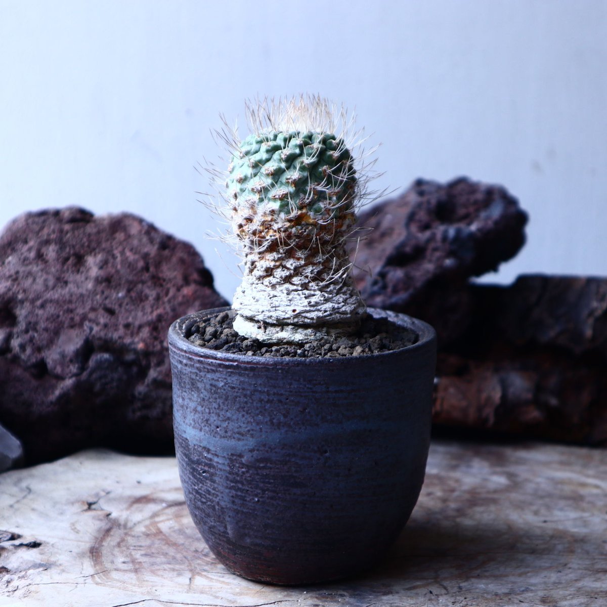 ストロンボカクタス　２種類セット　１株ずつ サボテン：ストロンボカクタス 菊水 自根*幅4.5cm 現品！一品