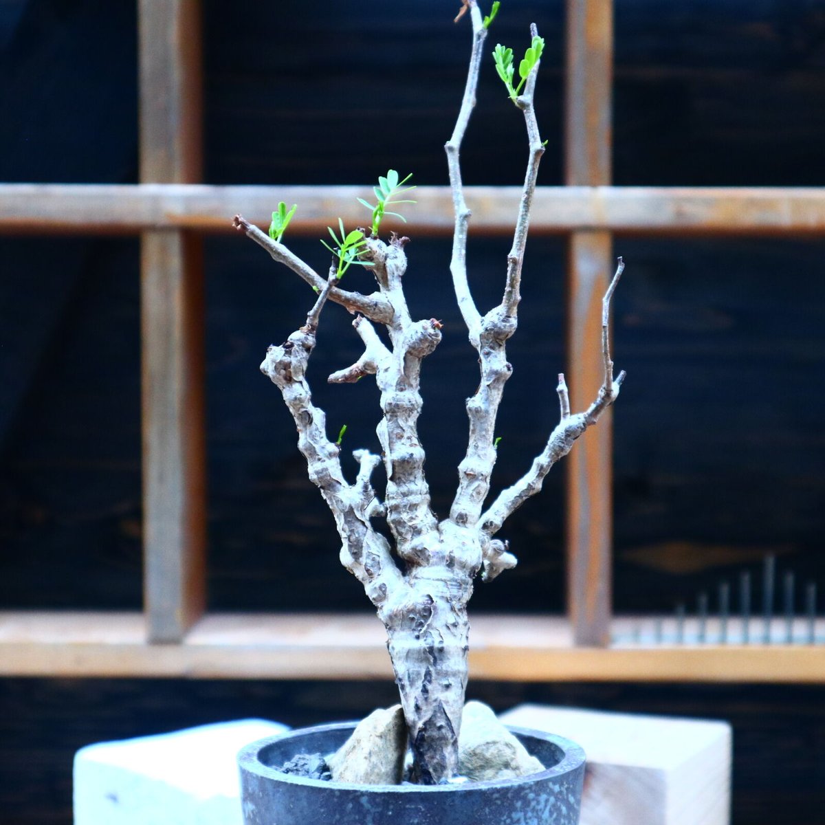 センナ メリディオナリス／Senna meridionalis no.72501 | 芽の巣山