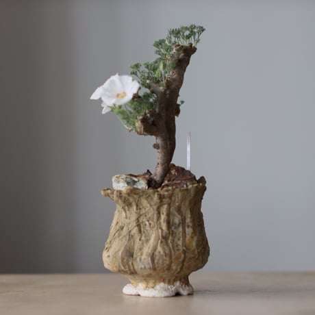 Sarcocaulon multifidum × Virginija Klisevicivte / PLANETX (4号)  no.511/9