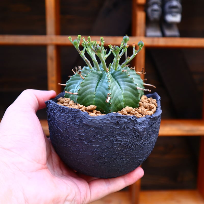 ユーフォルビア バリダ n/oh 陶器鉢 【公式通販】