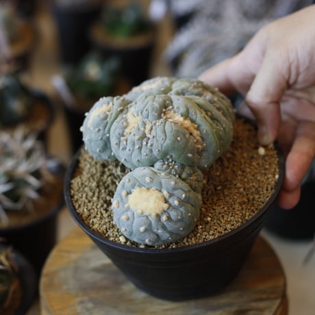 Lophophora williamsii v. decipiens f. monst. / 銀冠玉モンスト(5号)  no.1226/11