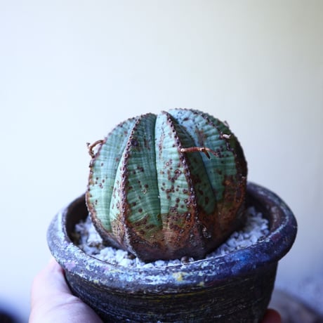 ユーフォルビア  バリダ  hyb   Euphorbia valida  hyb   no.60210