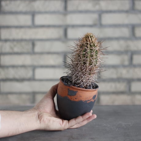 Copiapoa solaris × N/OH(3号)  no.515/20