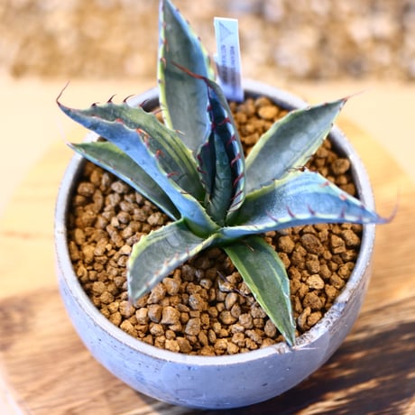 Agave parrasana〝Fire ball” × N/OH   no.10783