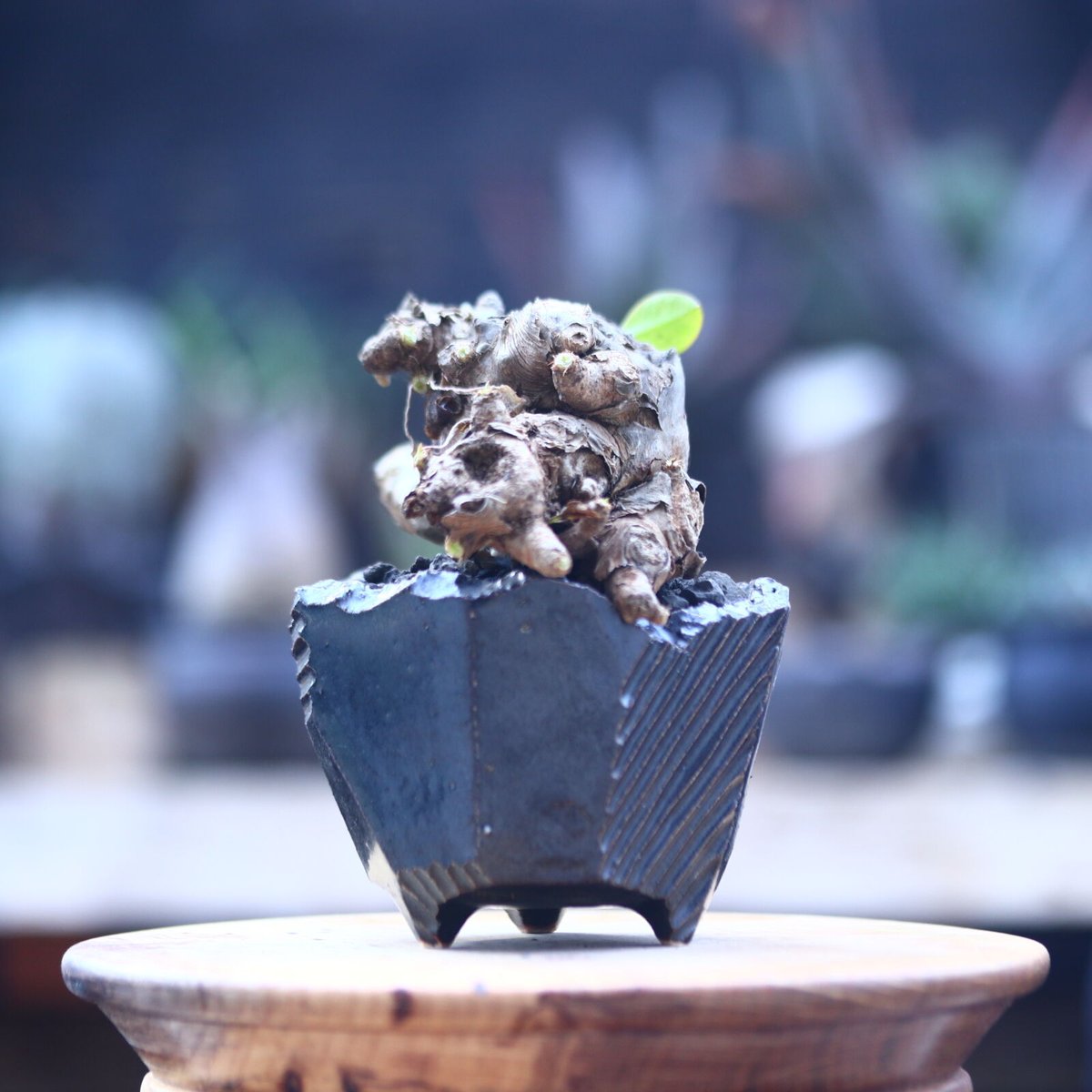 ユーフォルビア　イトレメンシス　夢風組鉢付き4／10芽吹きです。 ユーフォルビア イトレメンシス Euphorbia itremensis n