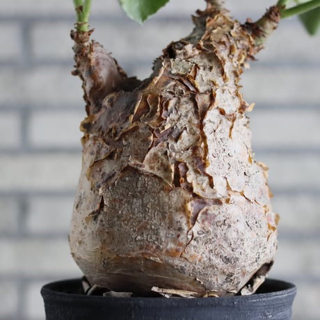 Cyphostemma uter var. macropus  × Yuta Uchida / humanity pot (5号鉢)    no.706-31