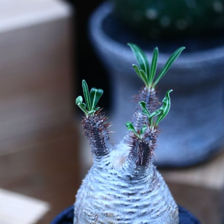 パキポディウム  グラキリス／Pachypodium  gracilius     no.100327