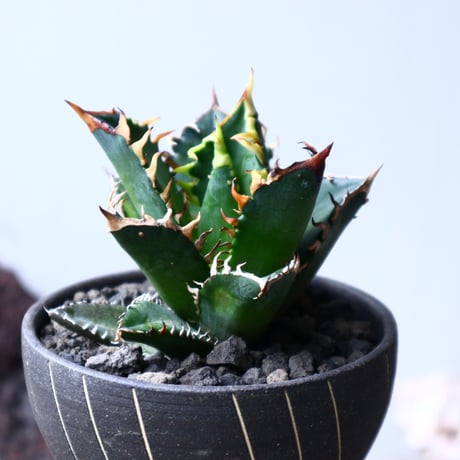 アガベ チタノタ レッドキャット   Agave titanota"Red Catweezle”   no.71442