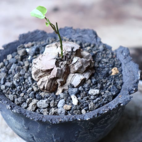 ディオスコレア   亀甲竜    Dioscorea elephantipe     no.91517