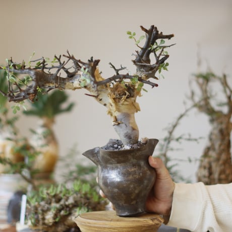 Commiphora kataf (pure) × Shu Hirai / PLANETX (5号)  no.1123/1