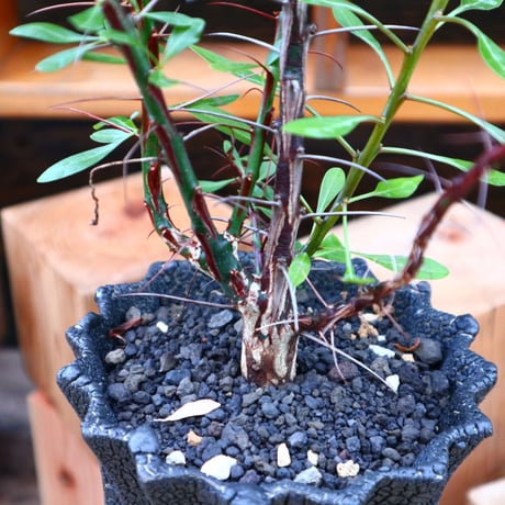 フォークイエリア hyb.／ Fouquieria hyb. （purpusii × fasciculata ） no.60577