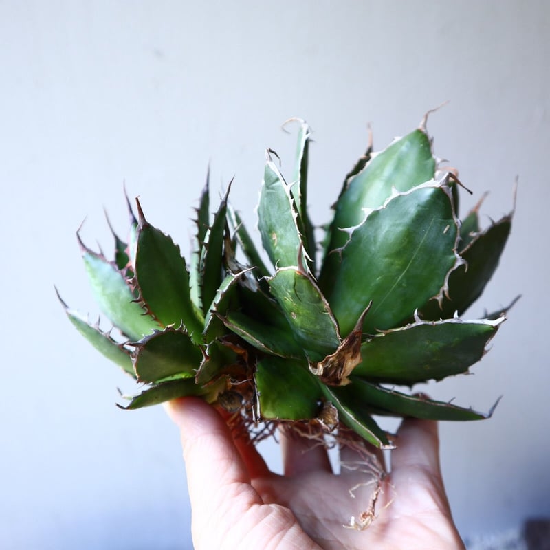アガベホリダ極上株 Agave horrida No.AHRD 009 アガベホリダ