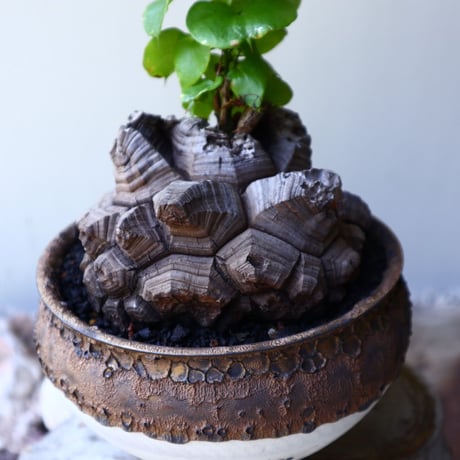 ディオスコレア   亀甲竜    Dioscorea elephantipe     no.60232