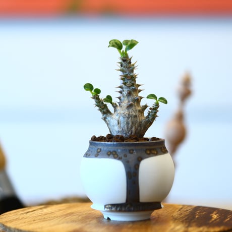 たけろうポット × Pachypodium baronii var. windsorii    no.102215